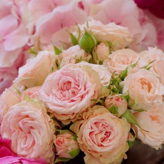 V-Day Dozen Blush Pink Roses