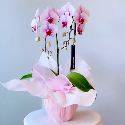 Orchid Planter