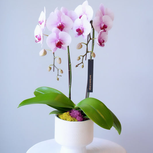 Orchid Planter