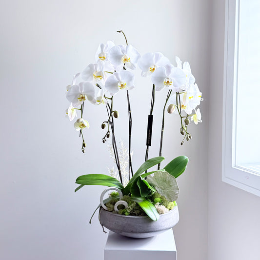 Orchid Planter