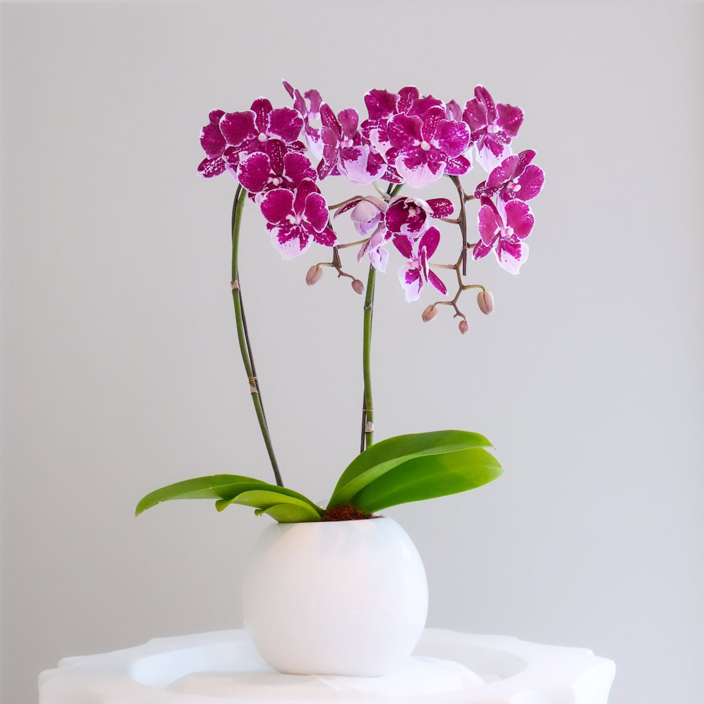 Orchid Planter