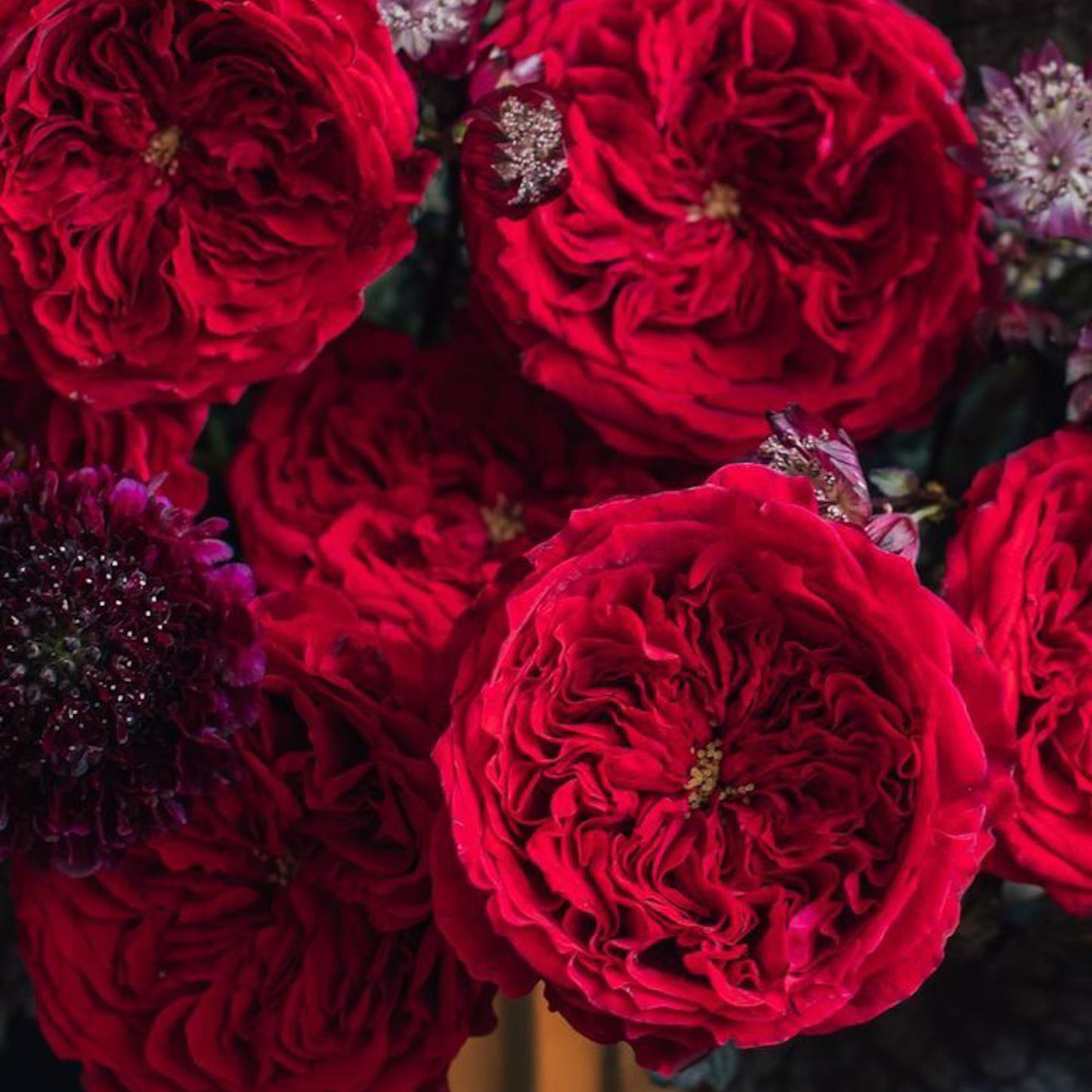 V-Day Dozen Red Roses
