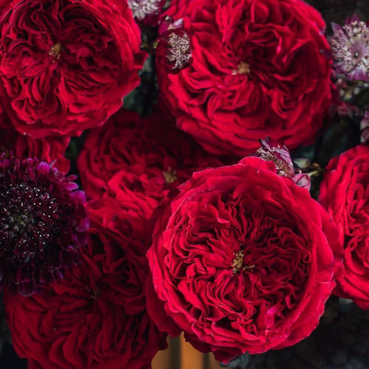 V-Day Half Dozen Red Roses