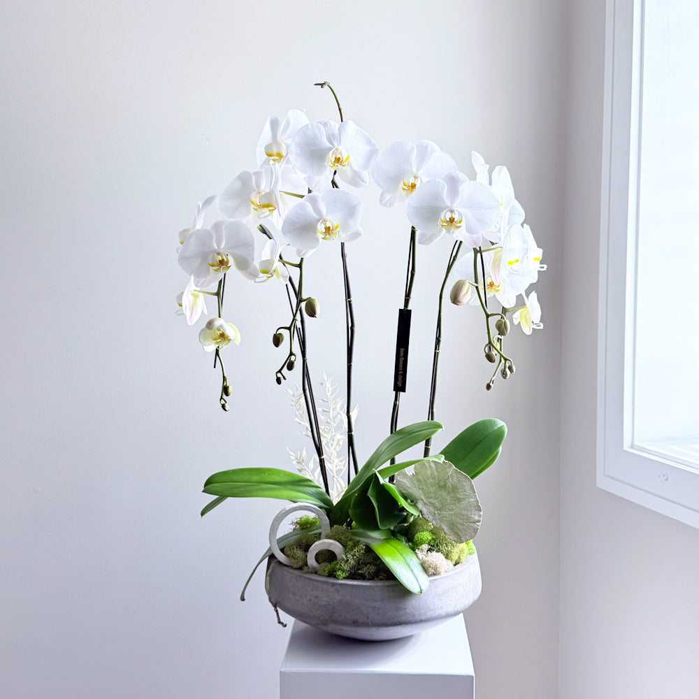 Orchid Planter
