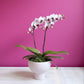 Orchid Planter